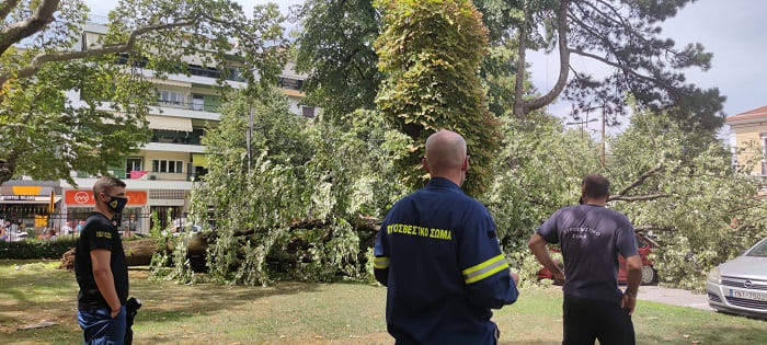 Κατέρρευσε δέντρο στο Grand Serai, ζημιές σε αυτοκίνητα- ΦΩΤΟ 1 serai dentro1