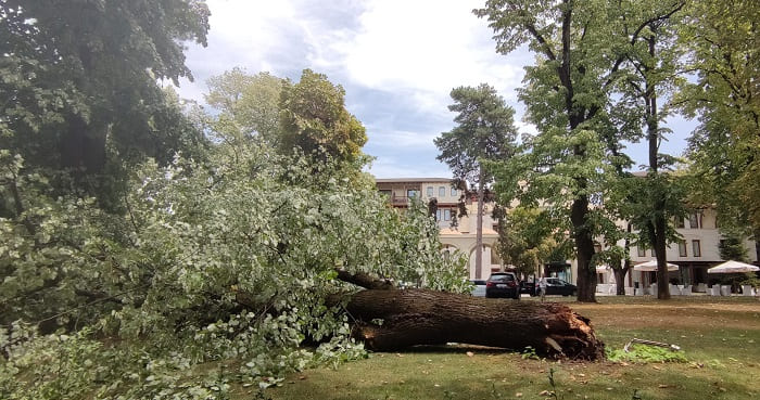 Κατέρρευσε δέντρο στο Grand Serai, ζημιές σε αυτοκίνητα- ΦΩΤΟ 3 serai dentro4