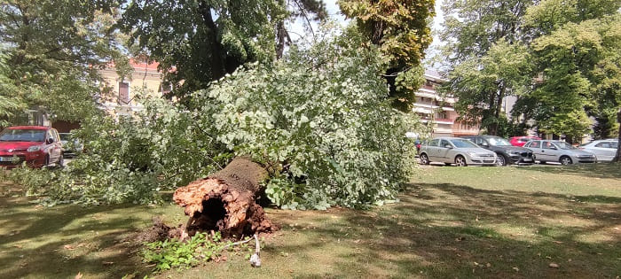 Κατέρρευσε δέντρο στο Grand Serai, ζημιές σε αυτοκίνητα- ΦΩΤΟ 8 serai dentro5