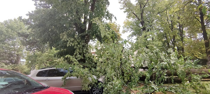 Κατέρρευσε δέντρο στο Grand Serai, ζημιές σε αυτοκίνητα- ΦΩΤΟ 5 serai dentro6