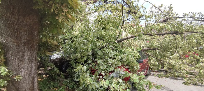 Κατέρρευσε δέντρο στο Grand Serai, ζημιές σε αυτοκίνητα- ΦΩΤΟ 6 serai dentro7