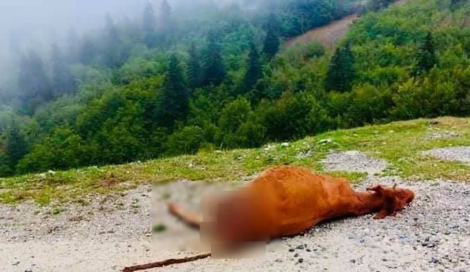 agelada likos katara