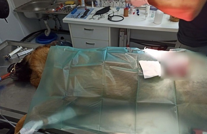 traumatismenos skilos