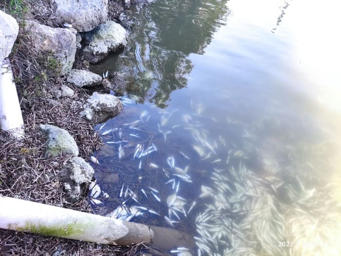 Πέθαναν ψάρια από το κρύο στη λιμνοθάλασσα του Δρεπάνου 1 drepano