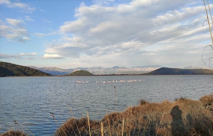 Παρέα με τα φλαμίνγκο στην παραλία του Δρεπάνου! 1 flamingko1