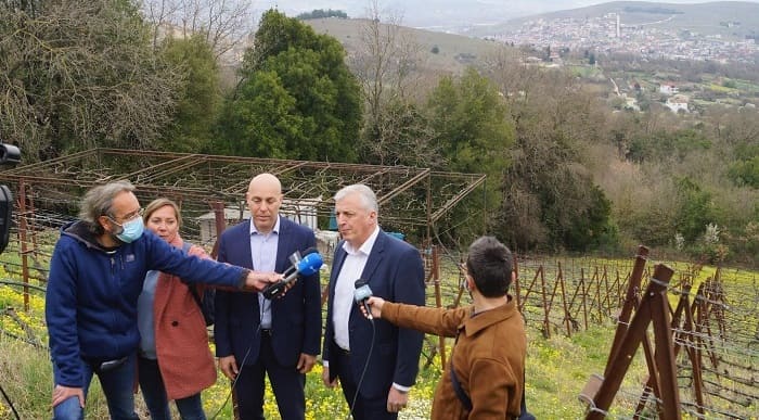 amiras pliakos ampeli