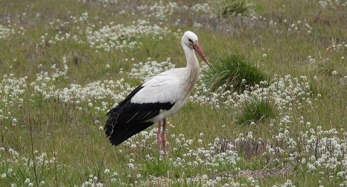 pelargos lapsista