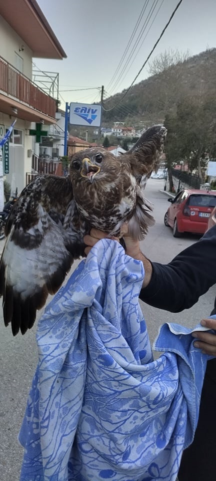 Ακόμα και λαβωμένο είναι περήφανο!!! 1 geraki1