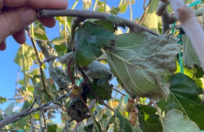 Οι άνεμοι σάρωσαν τον κάμπο, τεράστιες ζημιές στα ακτινίδια 1 aktinidia arta