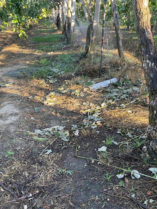 Οι άνεμοι σάρωσαν τον κάμπο, τεράστιες ζημιές στα ακτινίδια 3 aktinidia arta2