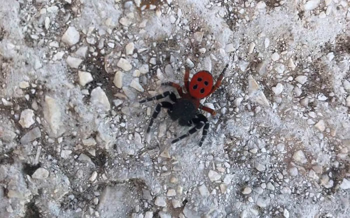 Αράχνη- πασχαλίτσα, δύο καταγραφές και στα Γιάννινα 2 araxni pasxalitsa giannena