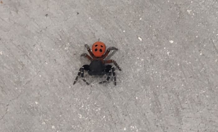 Αράχνη- πασχαλίτσα, δύο καταγραφές και στα Γιάννινα 1 araxni pasxalitsa giannena1