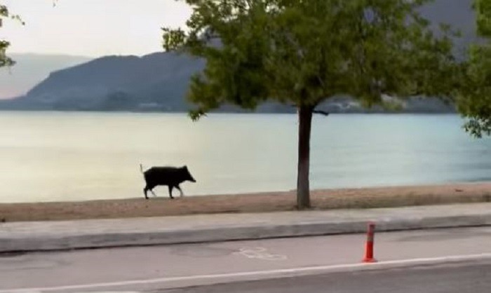 agriogourouno plataria