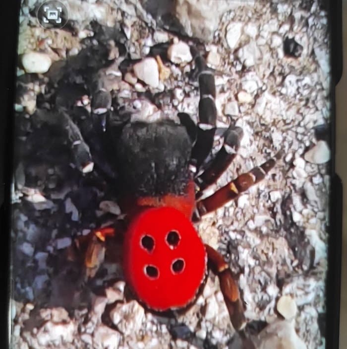 Η αράχνη- πασχαλίτσα και στην Κρανούλα! 1 araxni kranoula1