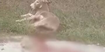 gaidaros traumatismenos