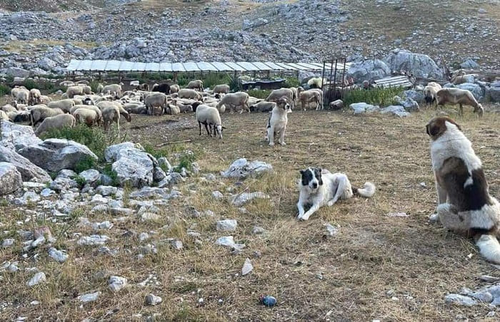 EpirusPost • Ειδήσεις, Ιωάννινα, Άρτα, Πρέβεζα, Θεσπρωτία • metakinoumenoi t1