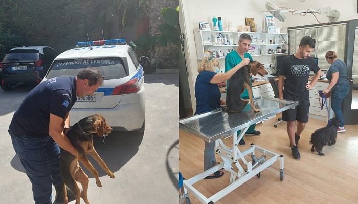 skilos diasosi astinomia