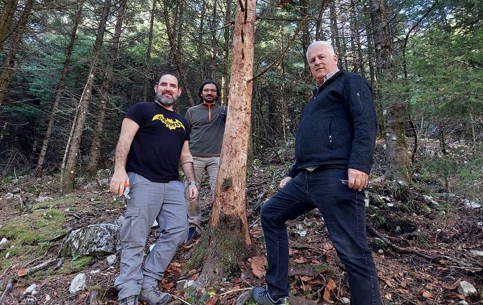 Γιατί ξεραίνονται τα έλατα… Αυτοψία στους Μελισσουργούς! 2 elata1