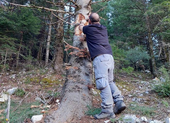 Γιατί ξεραίνονται τα έλατα… Αυτοψία στους Μελισσουργούς! 1 elata2