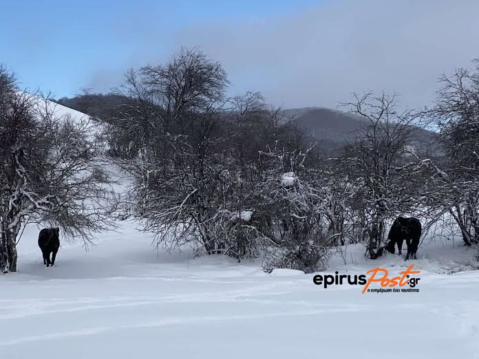 EpirusPost • Ειδήσεις, Ιωάννινα, Άρτα, Πρέβεζα, Θεσπρωτία • aloga metsovo