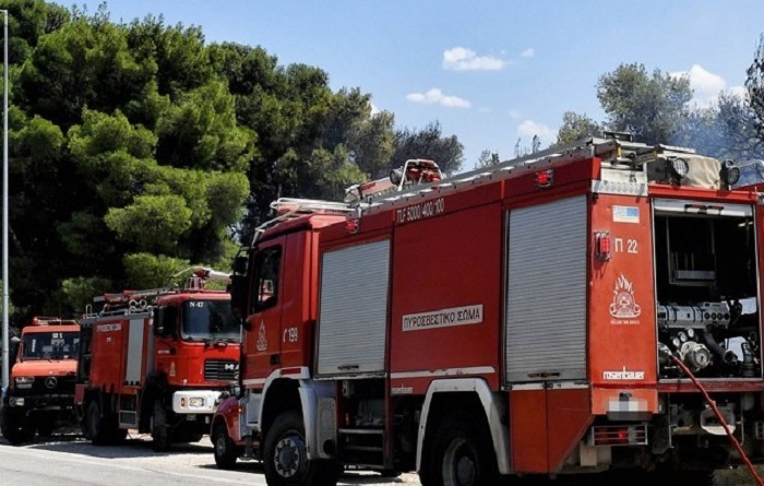 pirosvestika oximata