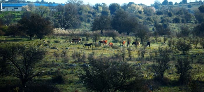 Ημιάγρια άλογα στο Ασβεστοχώρι-Εικόνες 1 aloga