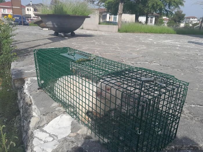 Εντοπίστηκε το μινκ και απομακρύνθηκε από την παραλίμνιο 1 mink1