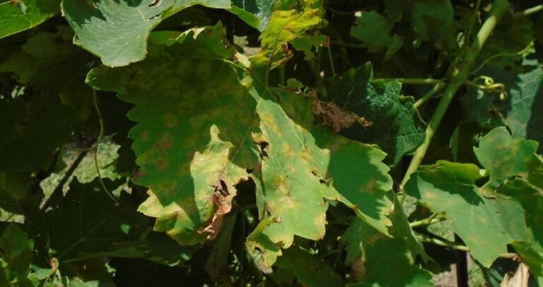 ampelia peronosporos