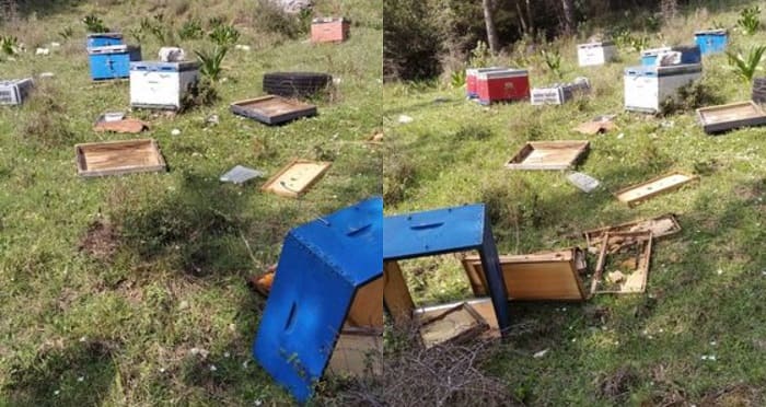 arkouda zimies kipseles