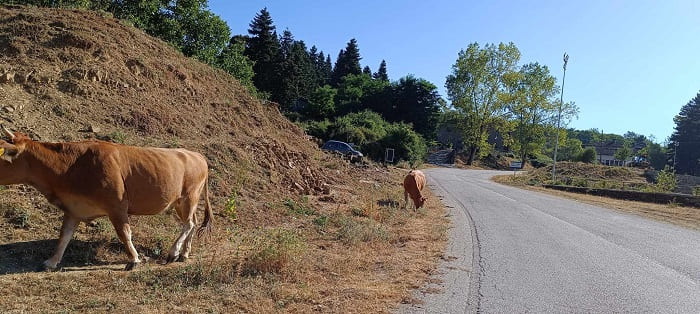 EpirusPost • Ειδήσεις, Ιωάννινα, Άρτα, Πρέβεζα, Θεσπρωτία • agelades tsepelovo