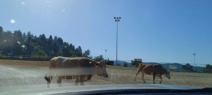 Αγελάδες… αδέσποτες κάνουν βόλτες στο Τσεπέλοβο! 1 agelades tsepelovo1