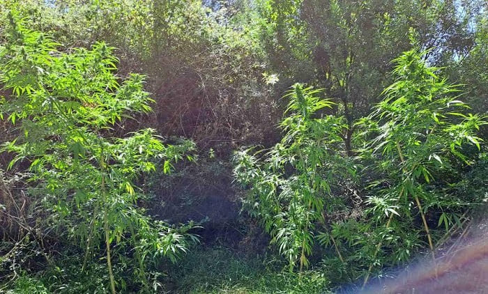 dendrilia