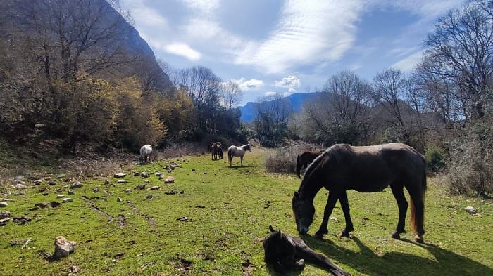 «Αξιοθέατο» τα άλογα με τα μικρά τους! 1 aloga papigko1