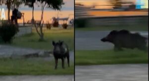 agriogourouno sivota