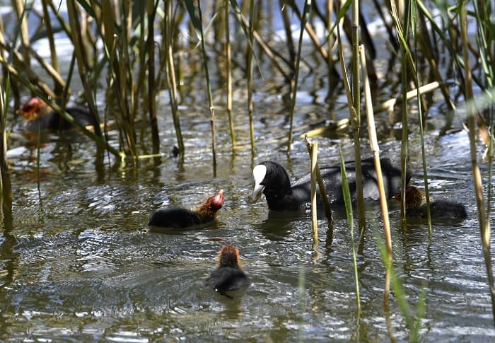 Οι φτερωτοί θησαυροί της Παμβώτιδας, γεμίζει ζωή η λίμνη! 1 poulia limni1