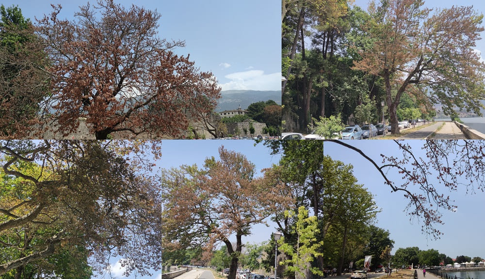 Νέες κοπές δέντρων.. Αποχαιρετούμε τα πλατάνια της παραλιμνίου! 2 paralimnios platania