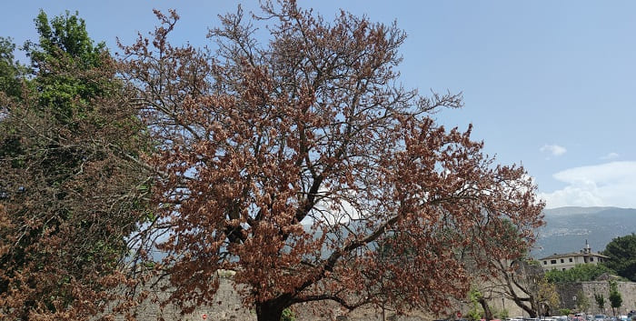 paralimnios platania1