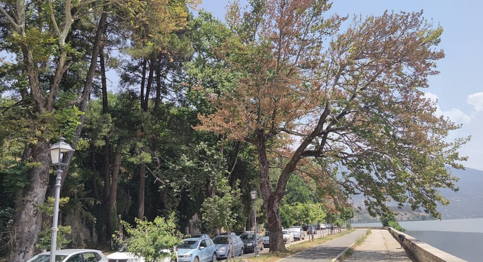 paralimnios platania3