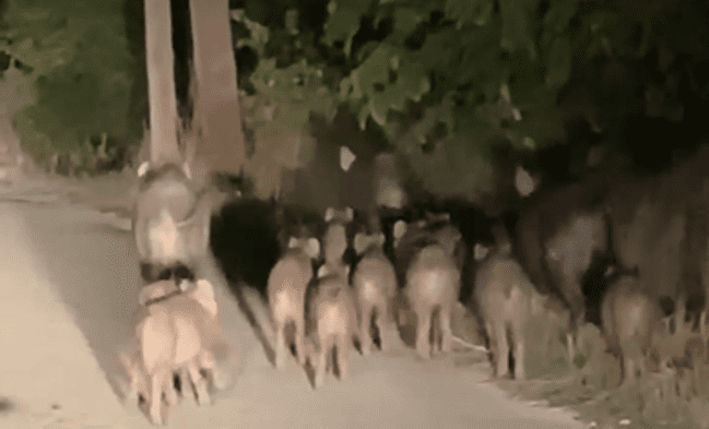 stauraki agriogourouna