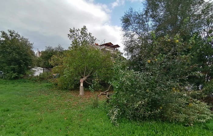 dentra seismoplikta1