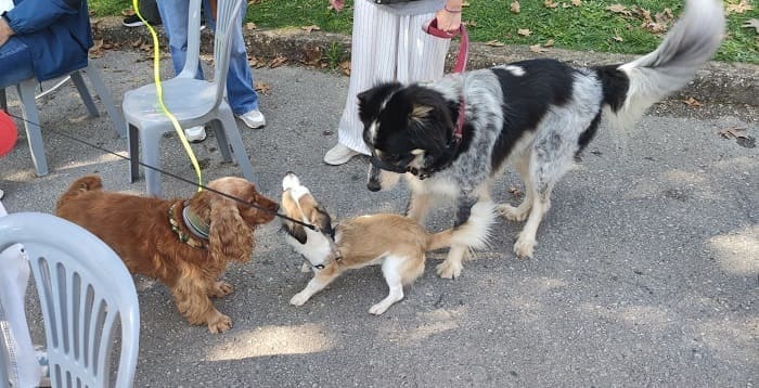 Γιορτή υιοθεσίας.. Τα αδέσποτα βρίσκουν σπίτι! 2 giorti adespota2