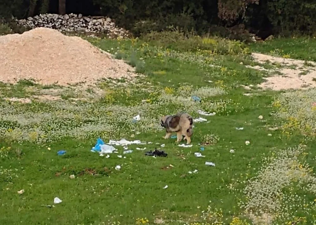 Μάρμαρα: Σκουπίδια, κλαδέματα κι αδέσποτα.. 1 marmara skoupidia