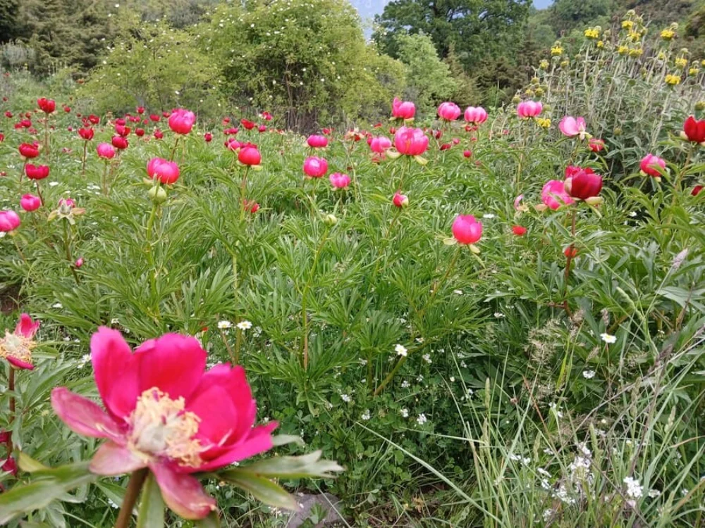 Άνω Σκαφιδωτή: Μοναδικές εικόνες από τις άγριες παιώνιες της Ηπείρου 2 agies paionies
