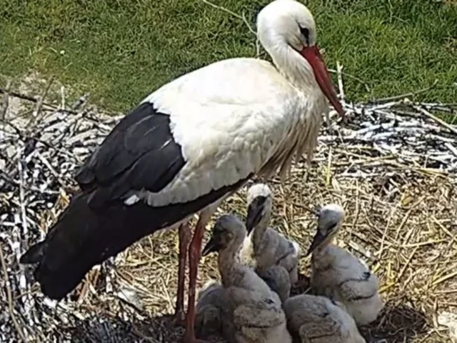 pelargos folia filippiada