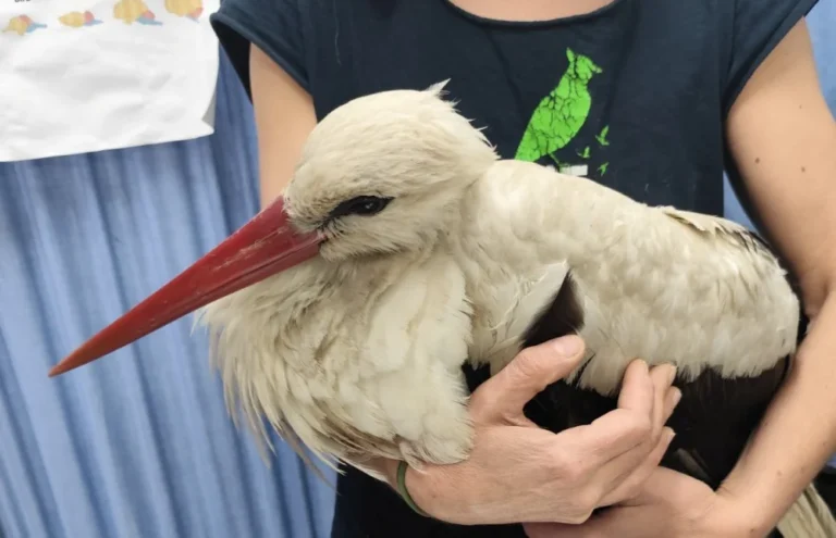 pelargos traumatismenos