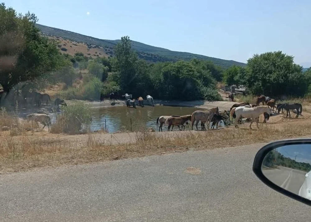 Ασβεστοχώρι: Εκατοντάδες τα ημιάγρια άλογα χωρίς κανέναν έλεγχο.. Ζητούν λύση οι κάτοικοι 1 aloga asvestoxori