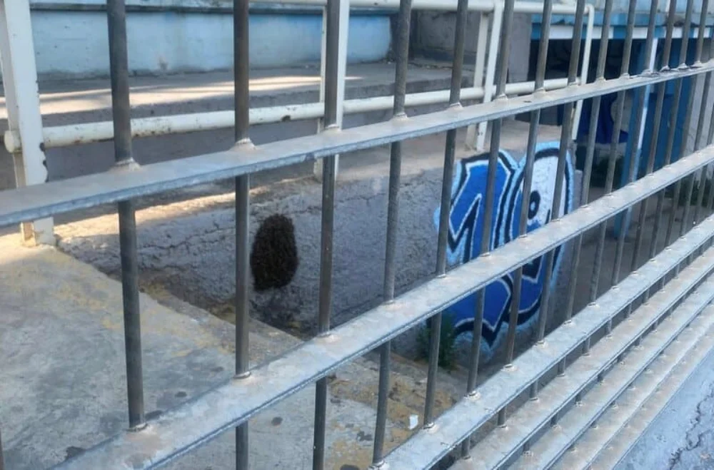Απρόσμενοι επισκέπτες στο γήπεδο Ζωσιμάδες – Σμήνος μελισσών στις εξέδρες 1 sminos stadio