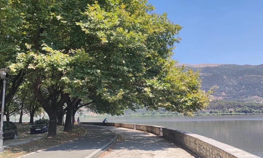 platania paralimnios