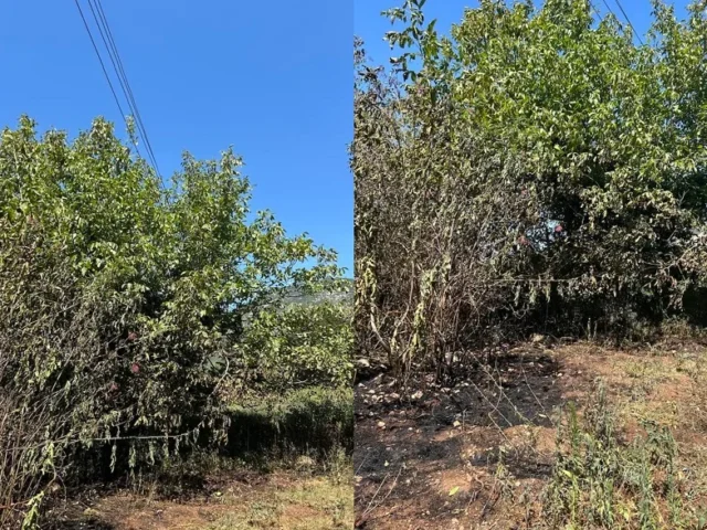 diktio reumatos dentra