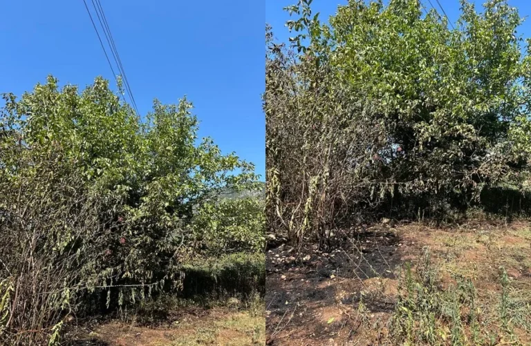 diktio reumatos dentra